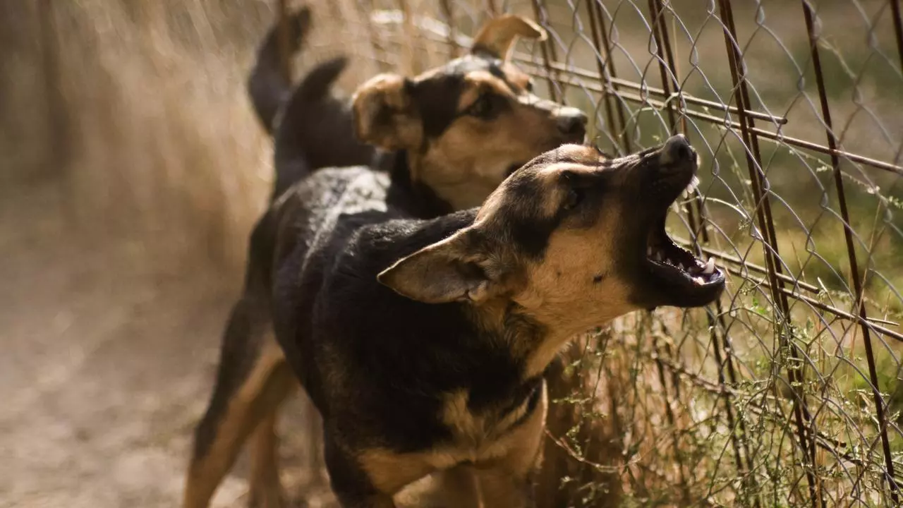 Dog Fence Fighting Causes, Dangers, and Solutions